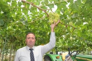 Tarsus’ta sezonun ilk üzüm hasadı başladı