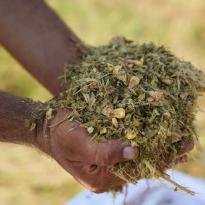 HASAT EDİLEN 20 TON SİRAJLIK MISIR, HAYVAN ÜRETİCİLERİNE ÜCRETSİZ DAĞITILACAK