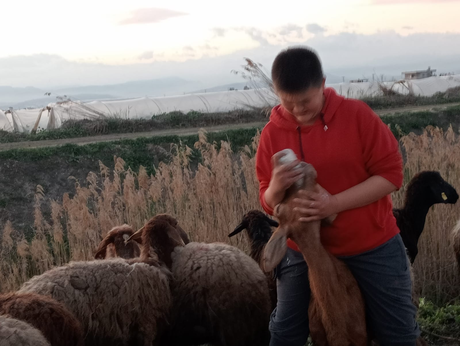 25 Koyun Zirai ilaçlama nedeniyle telef oldu.